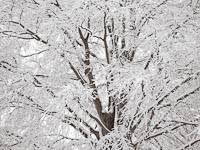 Winter Trees IV